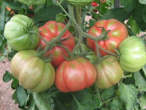 Tomate pera Girona