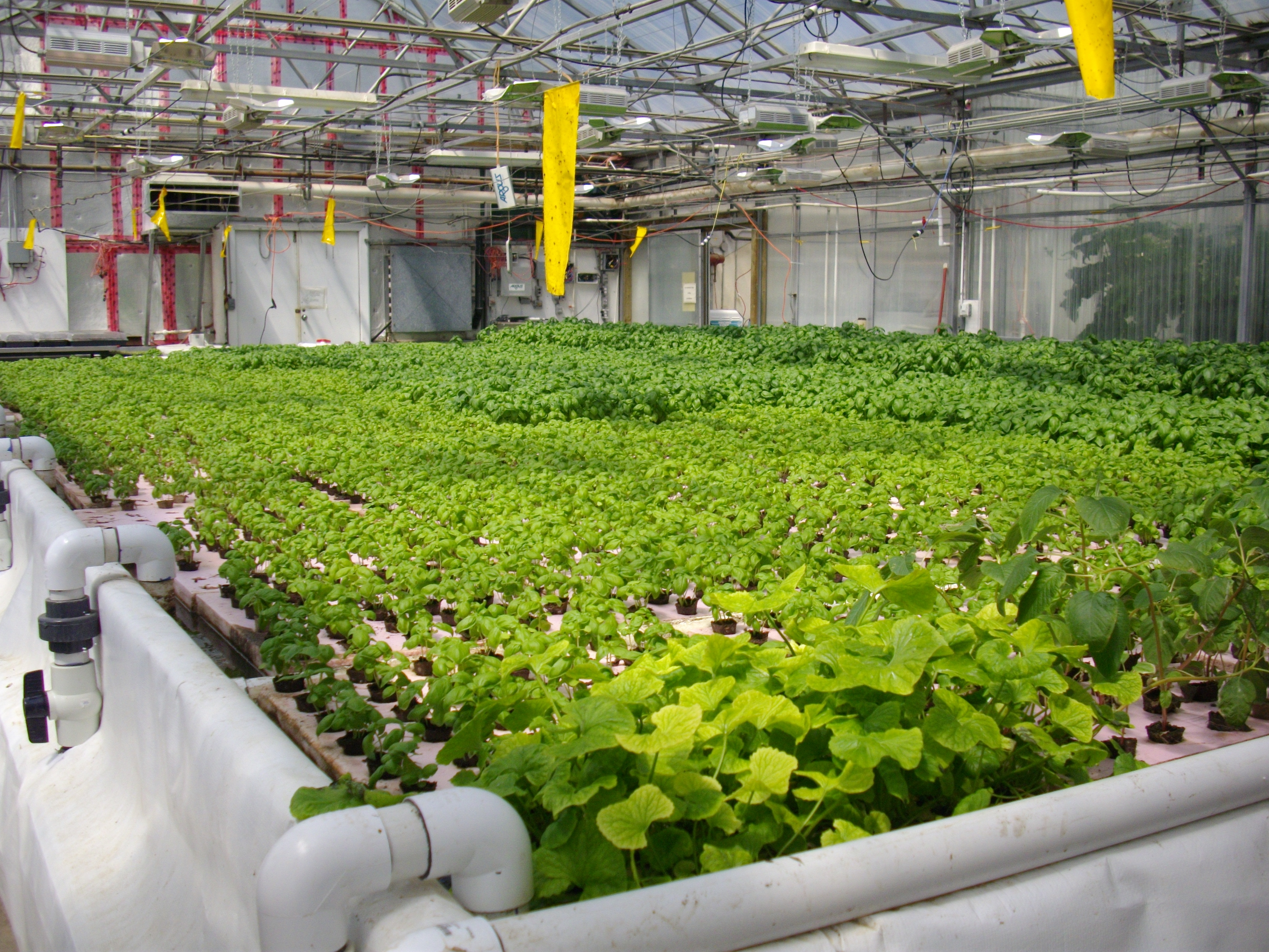 Aquaponics hydroponics