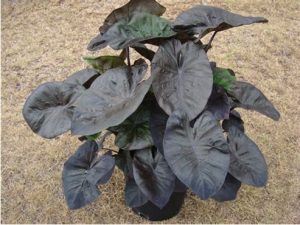 Colocasia Royal Hawaiian