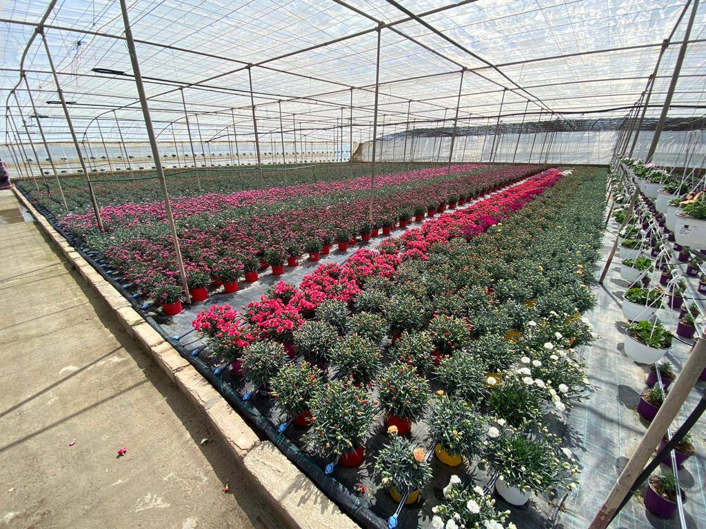planta-ornamental